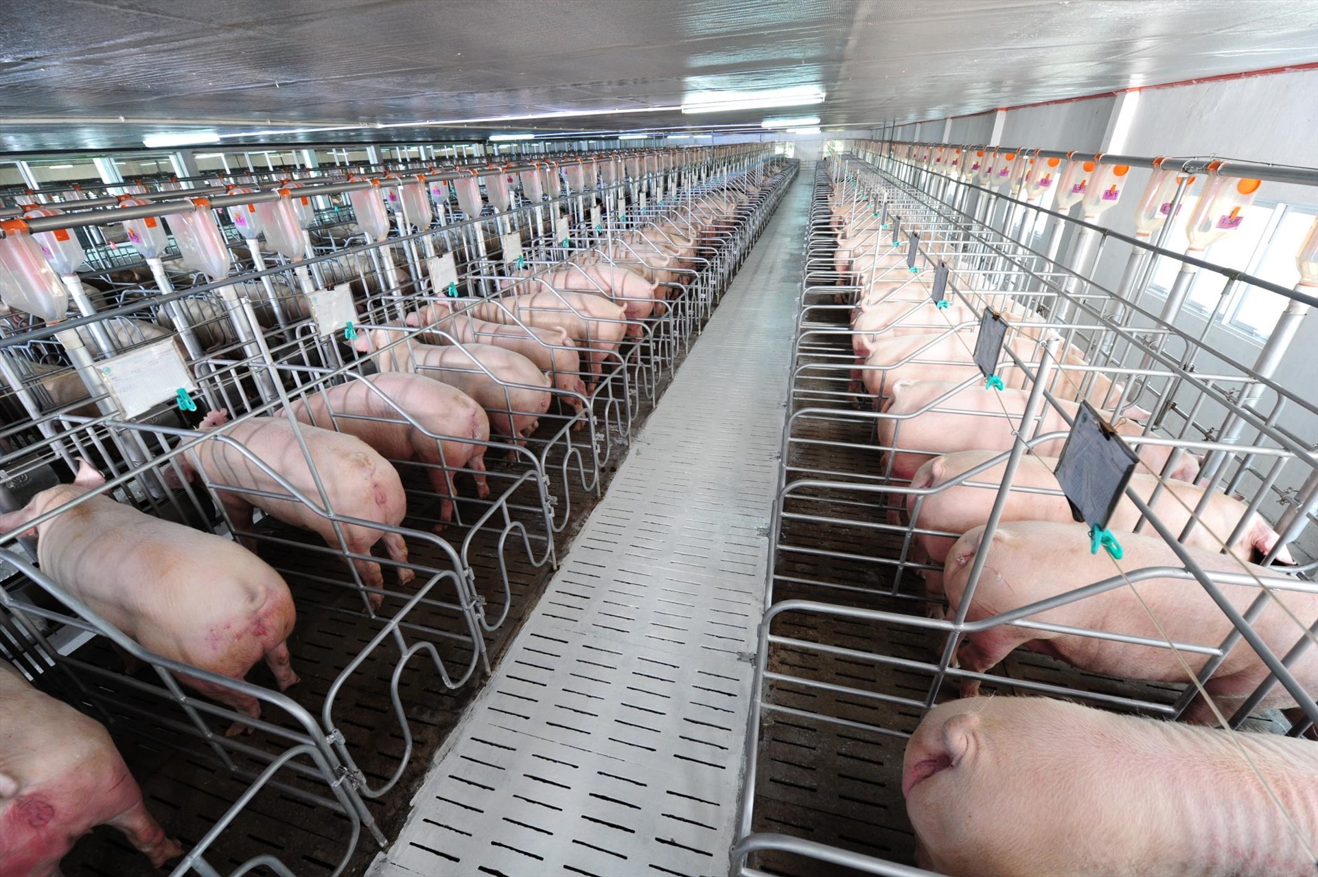 Chỉ các doanh nghiệp chăn nuôi lớn là còn lợn thịt, nhưng sản lượng cũng sụt giảm. Ảnh: Duy Linh