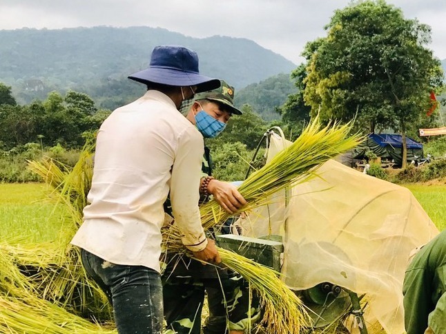 Ở đám ruộng thuận lợi, sau khi gặt, biên phòng sẽ hỗ trợ luôn việc đạp lúa. Ảnh: Hưng Thơ.