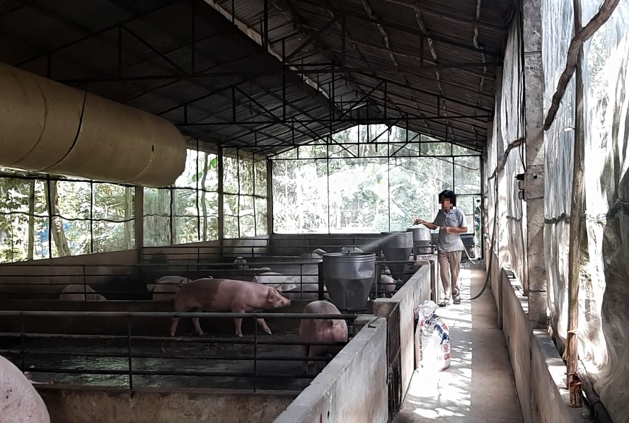 Sau thiệt hại nặng nề trong đợt dịch tả lợn Châu Phi năm 2019, tỉnh Đắk Lắk đã ''gầy dựng'' được tổng đàn lợn với số lượng lớn. Ảnh: Bảo Trung