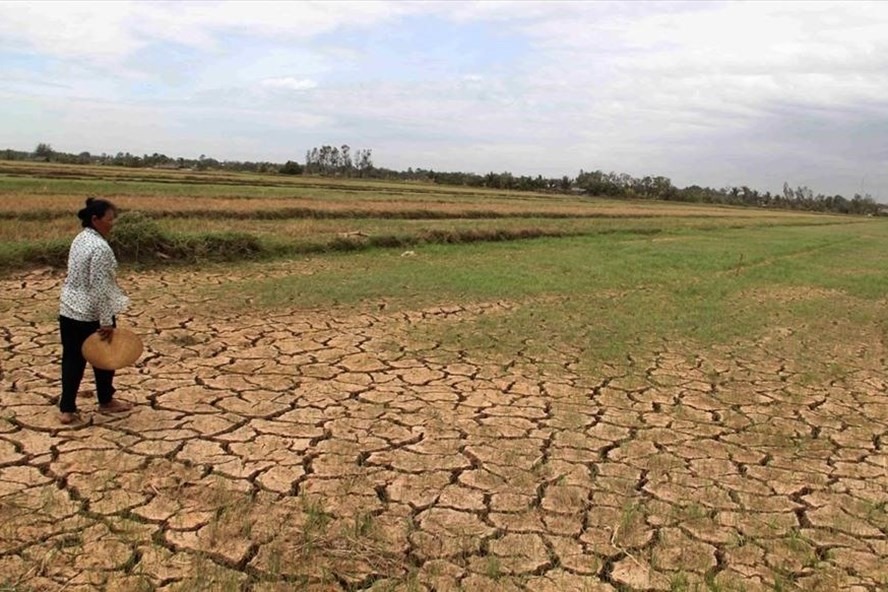 Những cánh đồng lúa khô cằn do hạn mặn ở Đồng bằng sông Cửu Long. Ảnh: TR.L