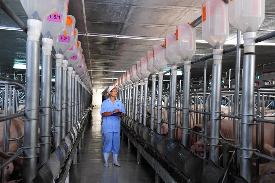 Nguồn cung thịt lợn đang rất thiếu, hiện chỉ còn các doanh nghiệp chăn nuôi lớn có lợn bán ra thị trường. Ảnh: Duy Linh