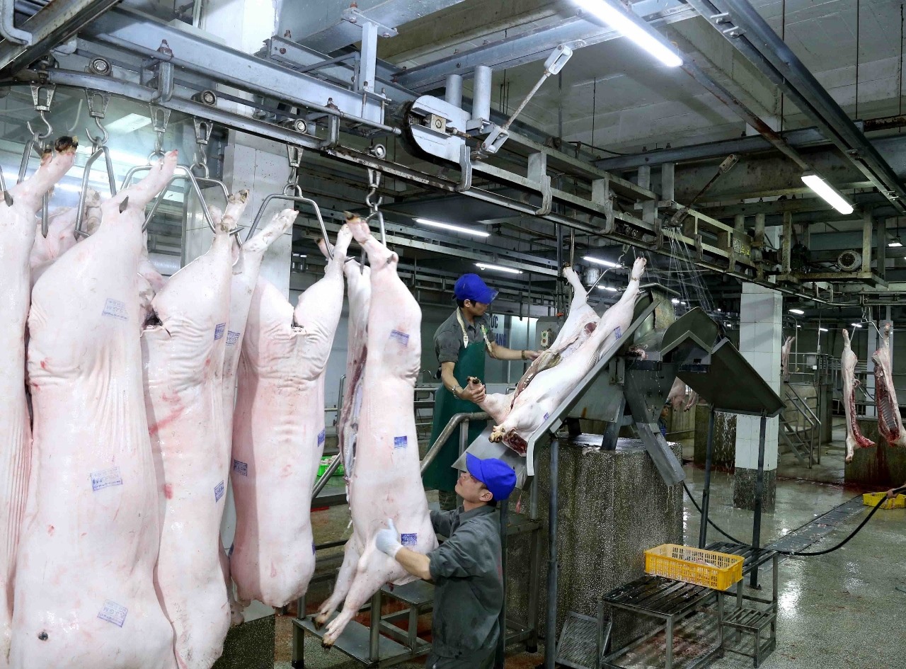 Nguồn cung thịt lợn sẽ ổn định vào quý 3-4.2020. Ảnh: Văn Giang