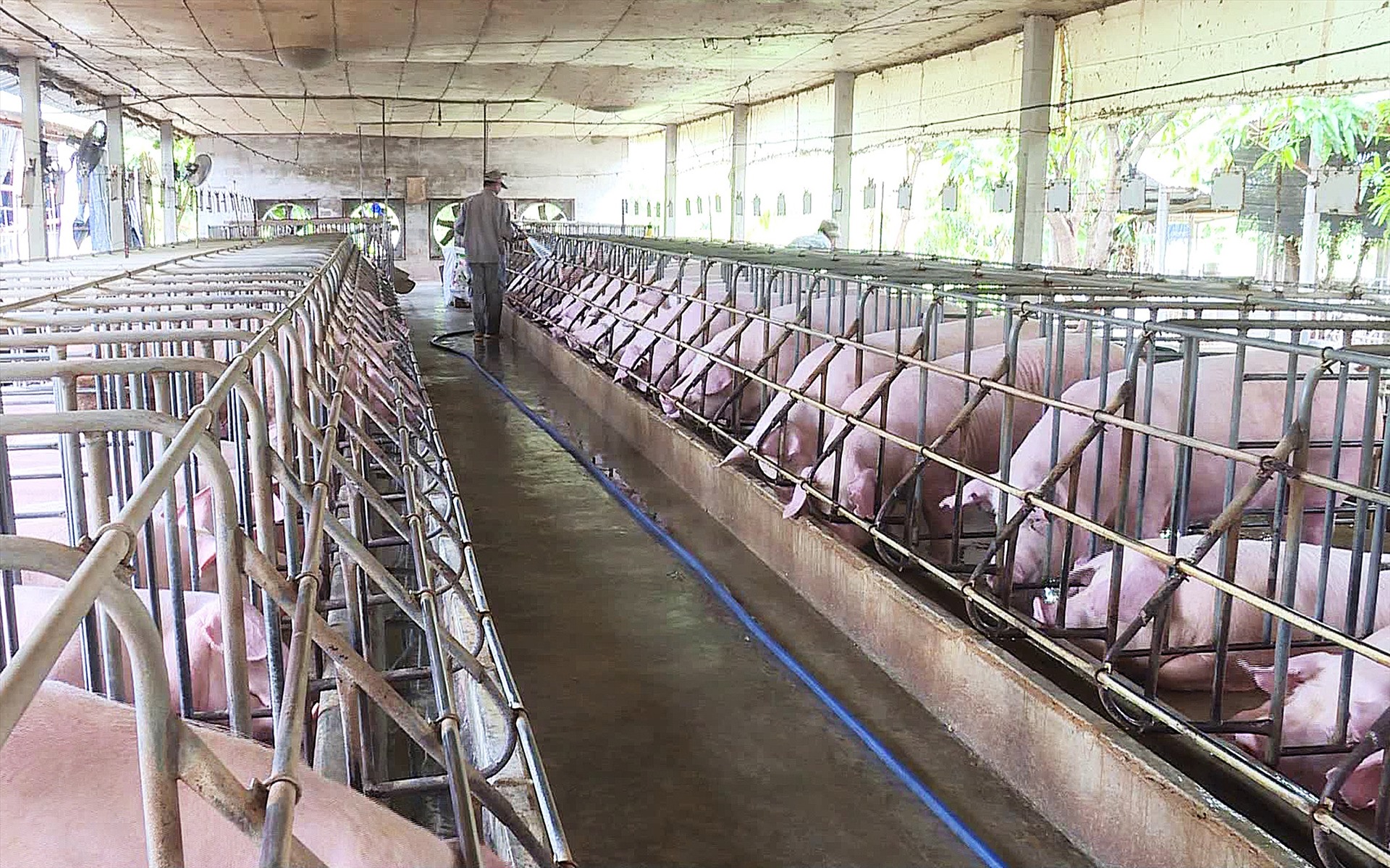 Hiện tại, chỉ có các doanh nghiệp chăn nuôi lớn có lợn để bán ra thị trường, nguồn cung trong dân đã cạn. Ảnh: Duy Linh