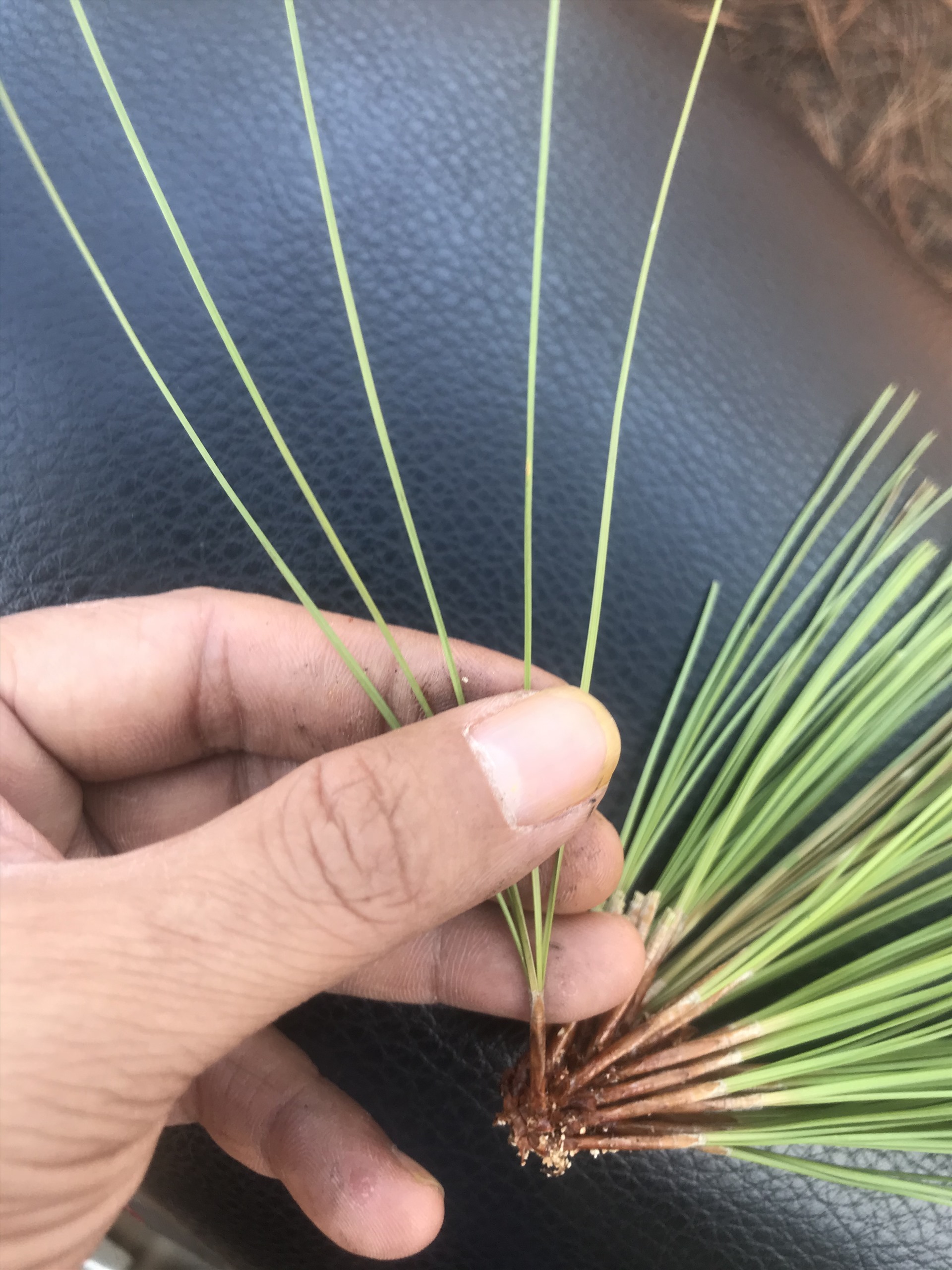 Loài thông 5 lá bị cưa hạ có hình thái tương tự loài thông 5 lá Đà Lạt đặc hữu của Việt Nam