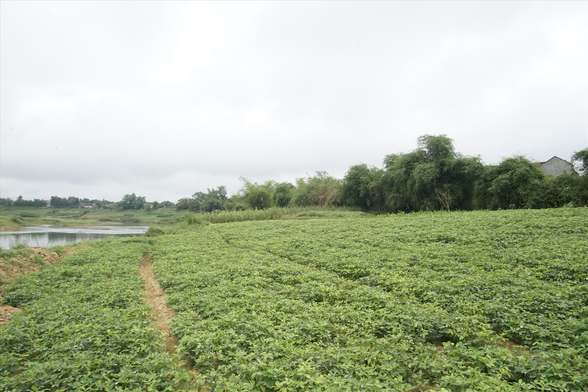 Vùng bãi bồi mênh mông ven sông Ngàn Sâu  tại xã Gia Phố sẽ được làm kè để “chống sạt lở“. Ảnh: PV