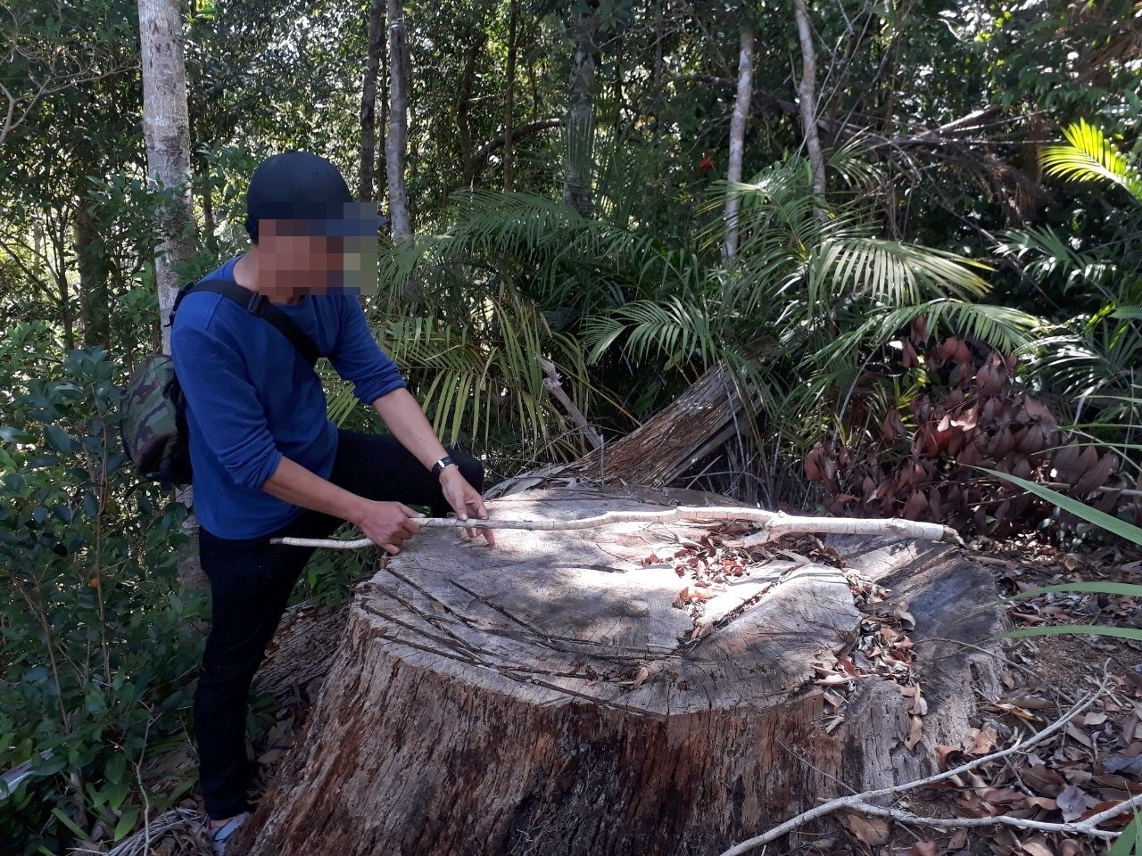 Một gốc cây cổ thụ đường kính khoảng 1,2m đã bị cưa hạ, số gỗ gần như đã đưa ra khỏi rừng