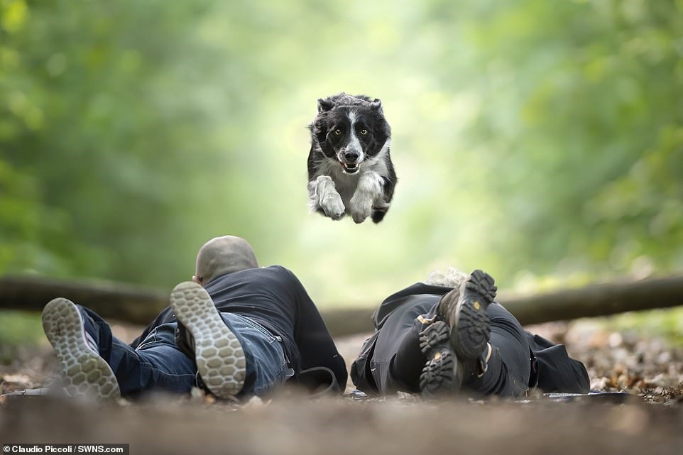 Trong ảnh là Fai, một chú chó Border Collie đang gần như bay trên không và lao về phía hai người đang nằm dài để ghi lại khoảnh khắc này.