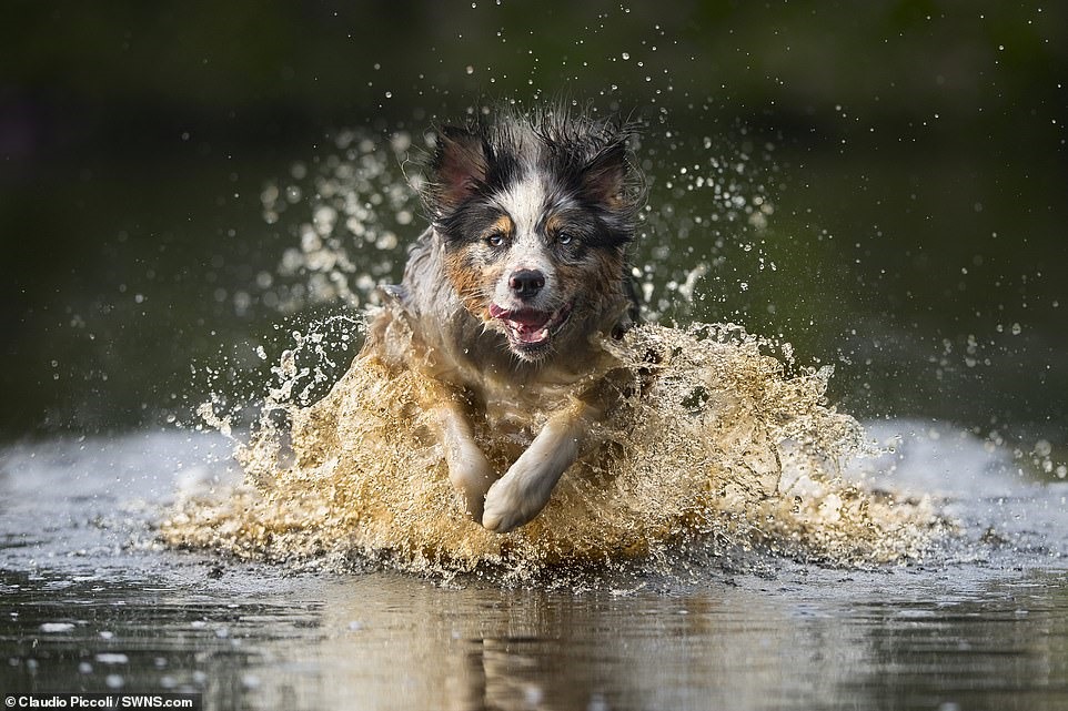 Chó chăn cừu Úc (Australian Shepherd) đang vui vẻ băng qua một vũng nước.