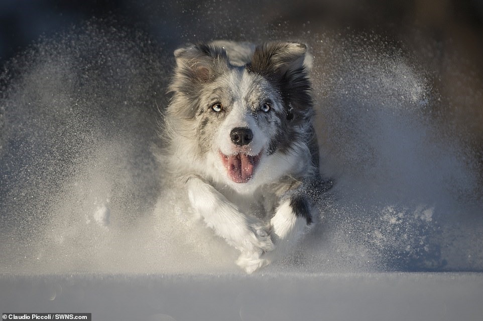 Một chú chó Border Collie tên Fox đang lao qua tuyết với ánh mắt thích thú.