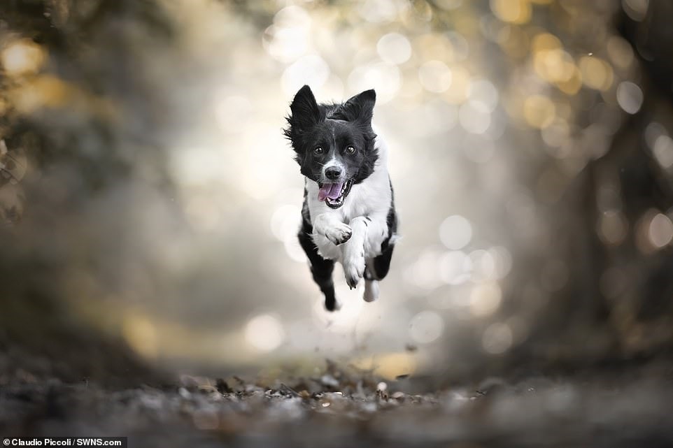 Một chú chó Border Collie khác tên là Peach đang lao lên không trong cuộc dạo chơi đầy năng lượng.