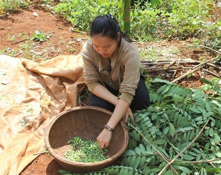 Với bà con Tây Nguyên, cây muồng là loại cây quen thuộc, thường được trồng để cây tiêu bám vào. Loài sâu muồng chỉ ăn lá, bám đầy trên các lá cây.