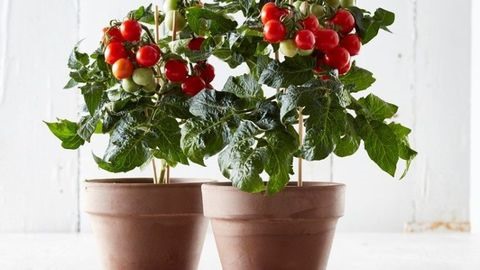 Trồng cà chua vừa tô điểm thêm màu sắc đỏ căn nhà vừa là nguồn hoa quả bổ dưỡng cho sức khoẻ. Ảnh minh hoạ.