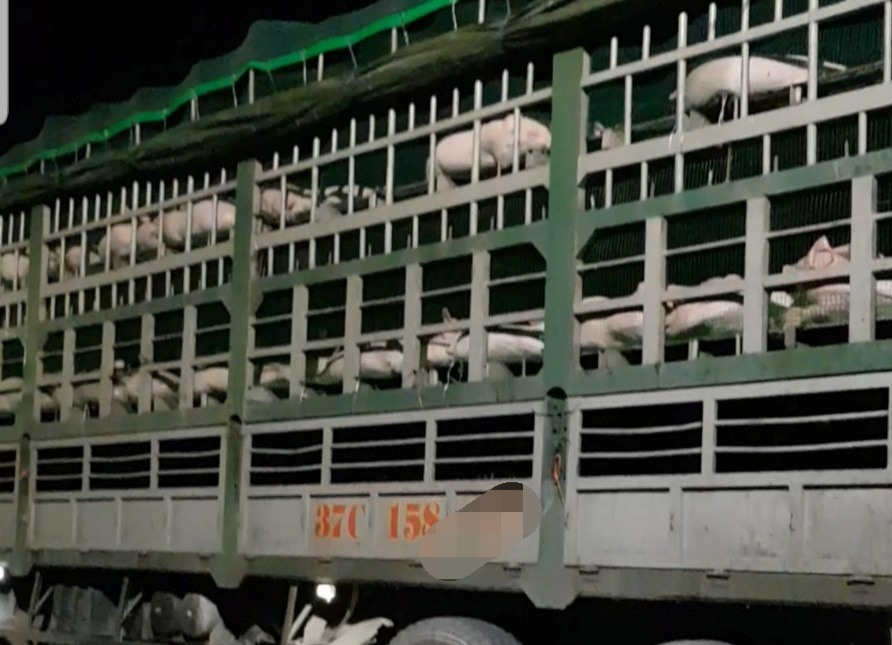 Chiếc xe chở lợn mang biển kiểm soát 37 được cho vận chuyển lợn từ Đồng Nai ra. Ảnh: VP.
