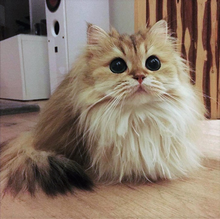 Tuyển chọn hình ảnh con mèo dễ thương nhất thế giới để làm tình cảm trên mạng xã hội