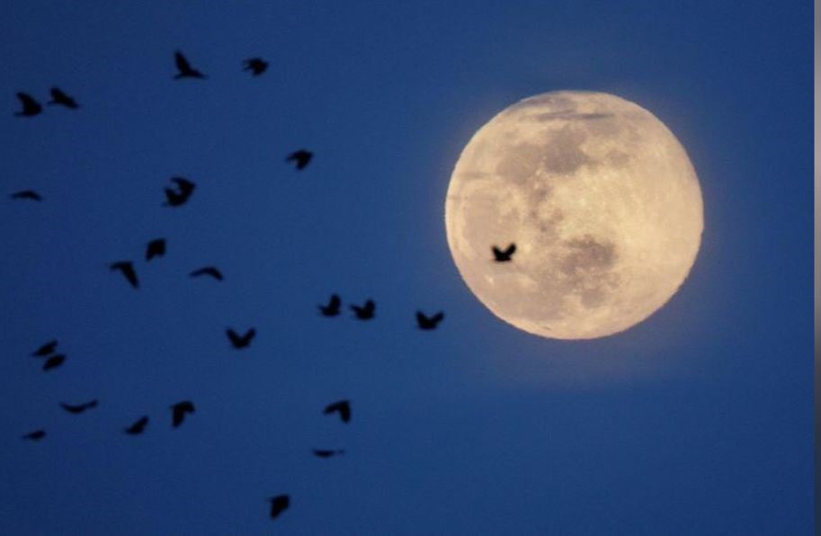 Đàn chim bay khi trăng lên ở Arlington, Virginia, Mỹ. Ảnh: Reuters.