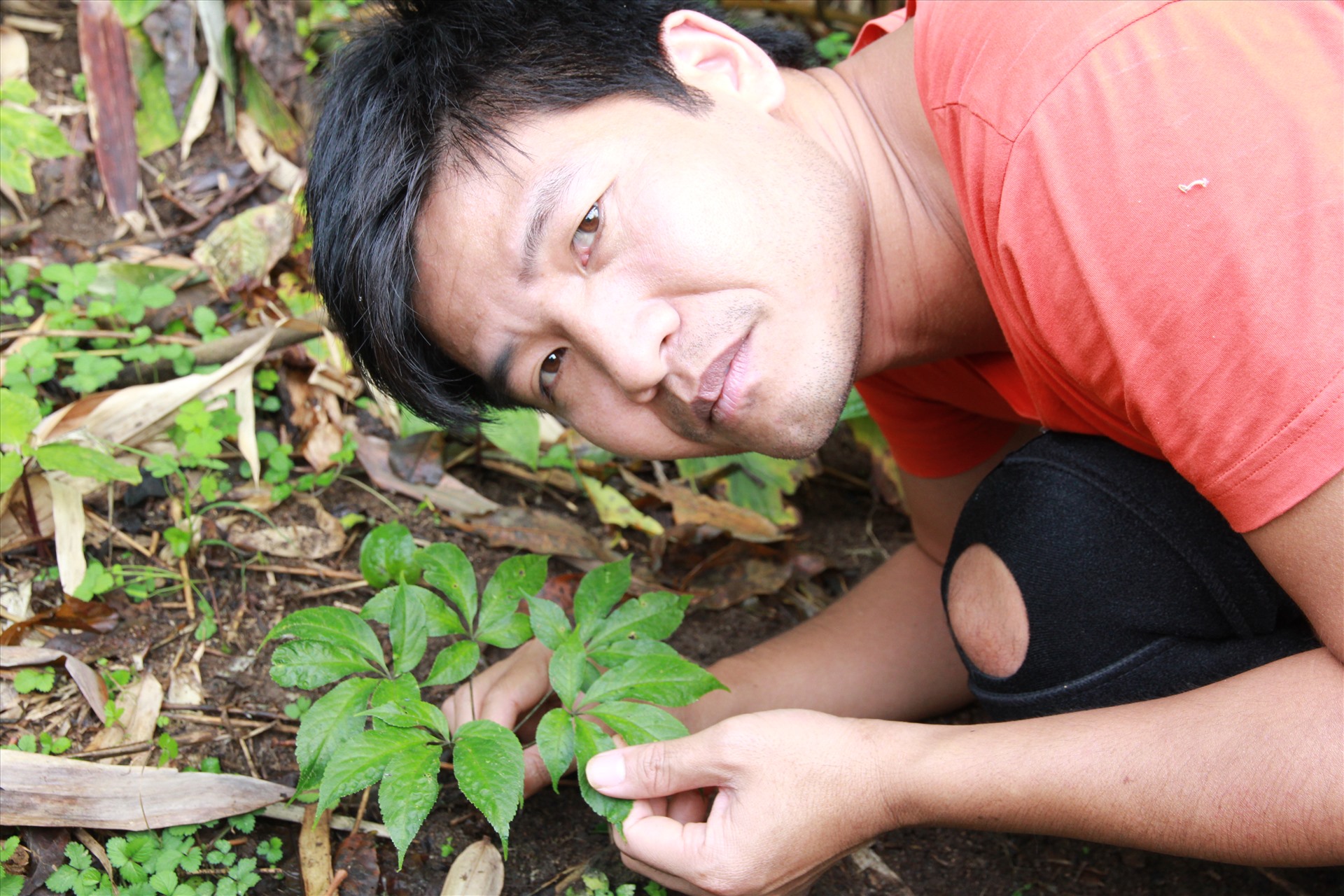 Cây sâm quý tác giả phát hiện trên dãy Pu Si Lung (thuộc huyện Mường Tè, Lai Châu) năm 2016.