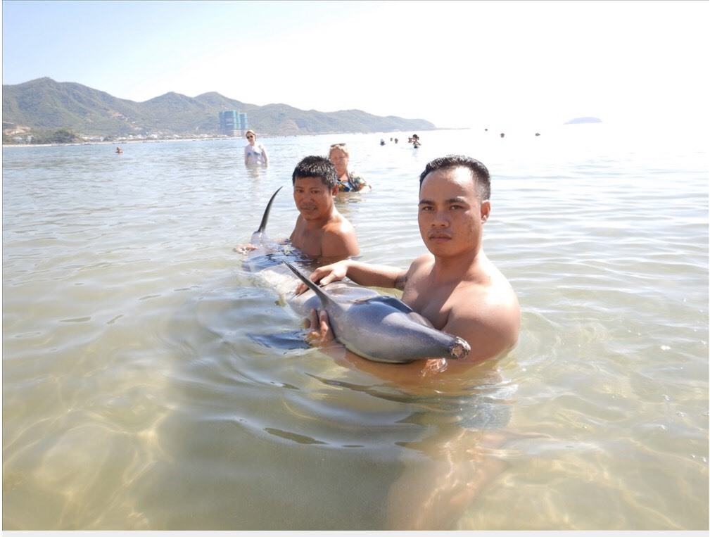 Tháng 9/2018, một con cá heo bị “lạc” vào bờ được cơ quan chức năng và người dân giải cứu, cứu chữa trước khi thả về biển. Ảnh: C.Tường