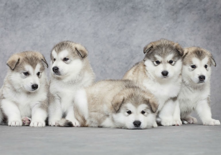 5 lý do thú vị khiến bạn muốn sở hữu ngay những chú chó tuyết Alaska