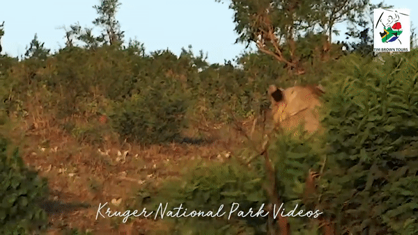 Sư tử xuất hiện. Nguồn: Vườn quốc gia Kruger