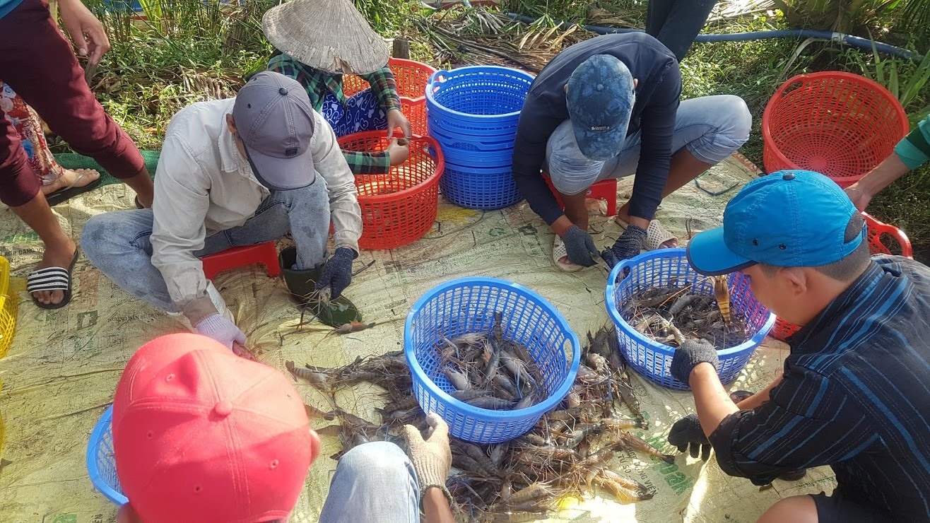 Hiện tại, việc thả nuôi tôm càng luân canh với lúa cho thu nhập khá cao. Với giá bán trên 300.000đ/kg, nông dân thua lãi vài trăm triệu đồng mỗi vụ.