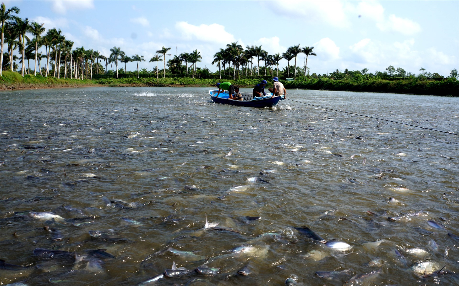 Tại tỉnh Trà Vinh, sau nhiều vụ mía bi đát, người nông dân đã phá ruộng đào ao nuôi cá, hoặc trồng màu  như: Ngô, sắn, rau cải, nuôi tôm thẻ, nuôi cá lóc… Bình quân việc chuyển đổi đất trồng mía sang cây con khác bước đầu đem lại nguồn thu nhập cho nông dân từ 60 đến 80 triệu đồng/ha/năm.