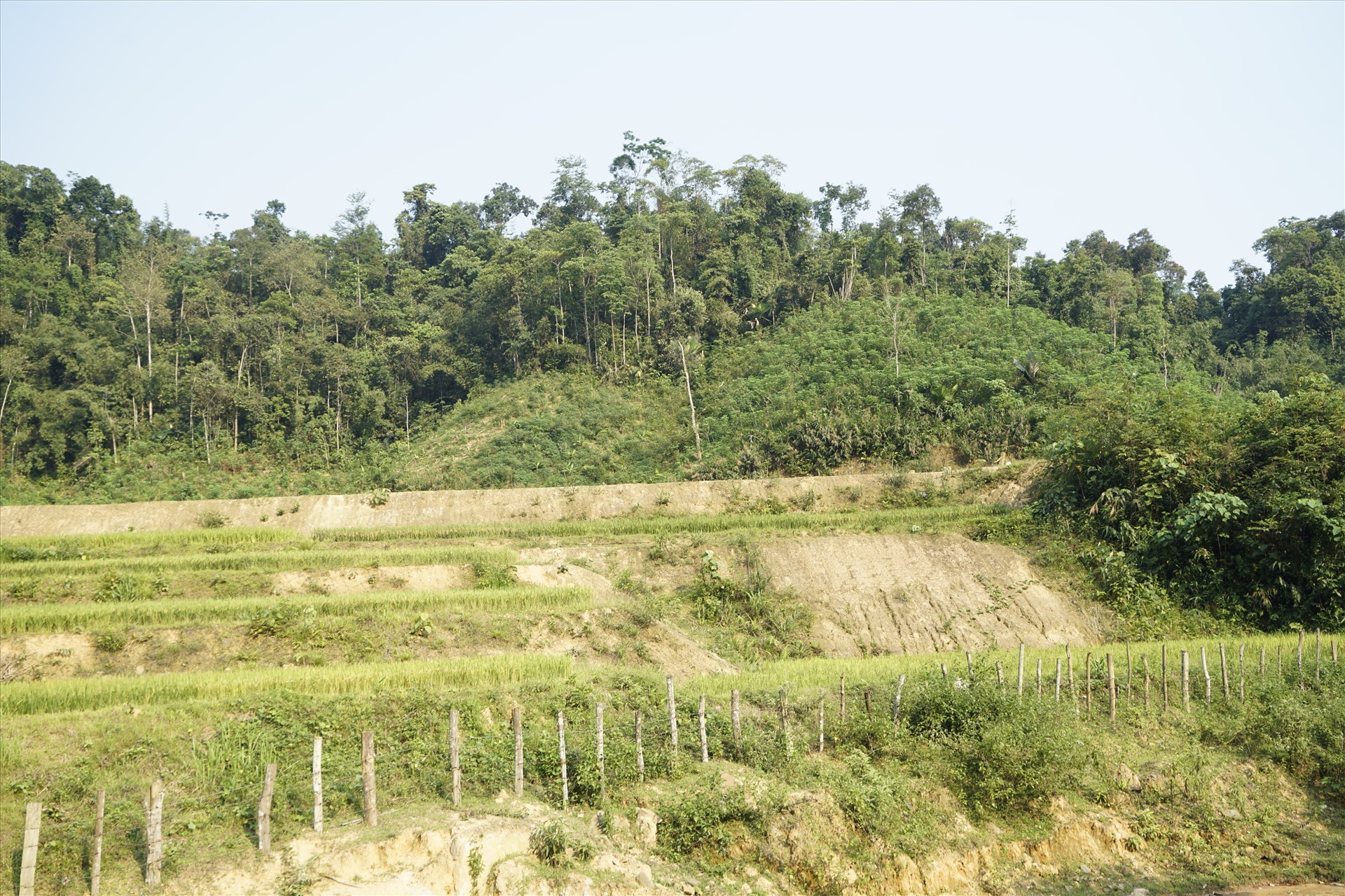 Ruộng lúa cấp cho người dân tại khu tái định cư dự án thủy điện Hủa Na. Ảnh: Quang Đại