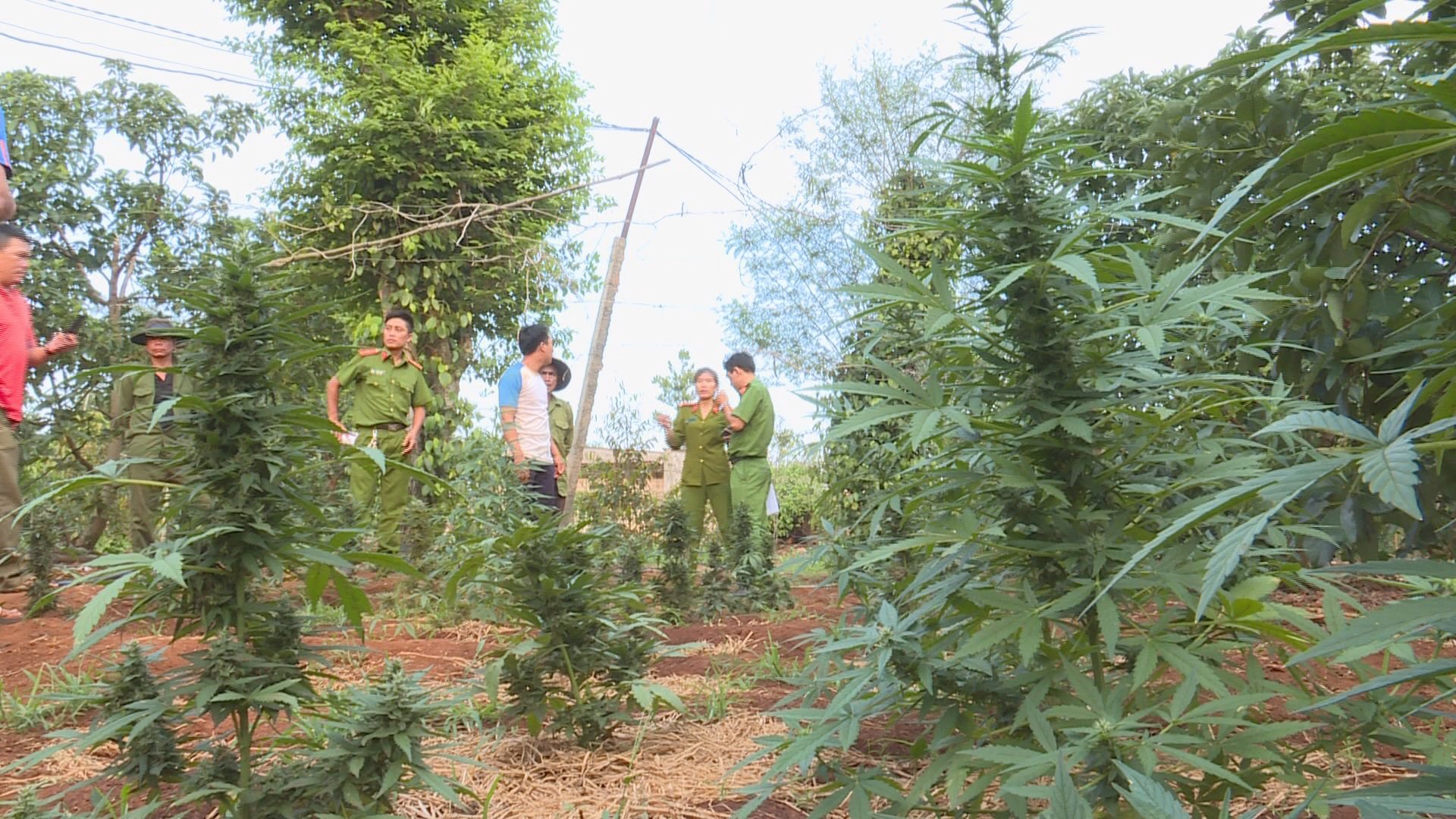 2 gia đình có hành vi trồng cây cần sa trái phép quy mô lớn nhất từ trước đến nay ở huyện. Ảnh: Lin Xong
