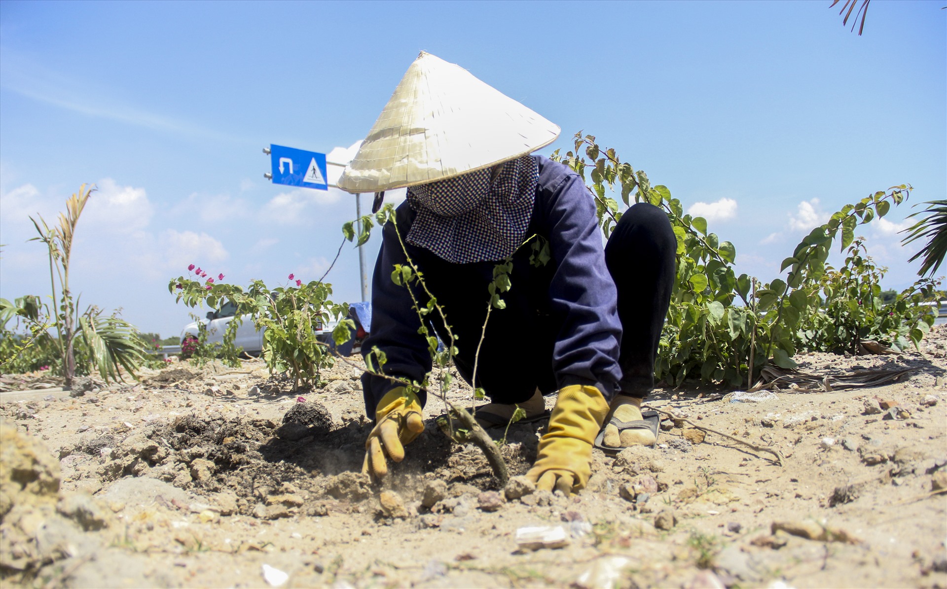 Bà Nguyễn Thị Hồng (56 tuổi, trú xã Phước Hưng, huyện Tuy Phước, tỉnh Bình Định) công nhân trồng hoa cho hay, tình trạng trộm hoa diễn ra ngay từ khi bắt đầu triển khai trồng hoa trên Quốc lộ 19 mới.
