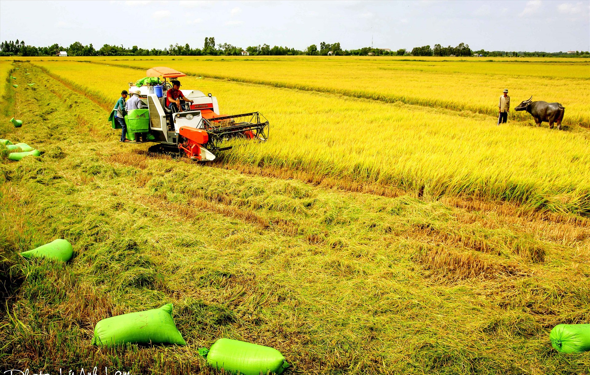 Hoạt động sản xuất nông nghiệp, thu hoạch lúa ở ĐBSCL. Ảnh: Tr.L