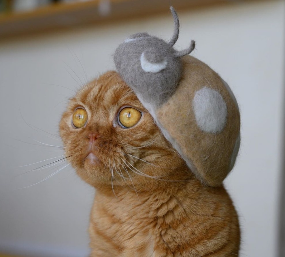 Mũ làm từ lông mèo hình con ốc sên. Ảnh: Instagram