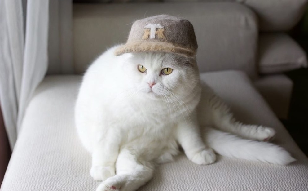Mũ làm từ lông mèo lấy cảm hứng từ chiếc mũ chơi bóng chày Nhật Bản. Ảnh: Instagram