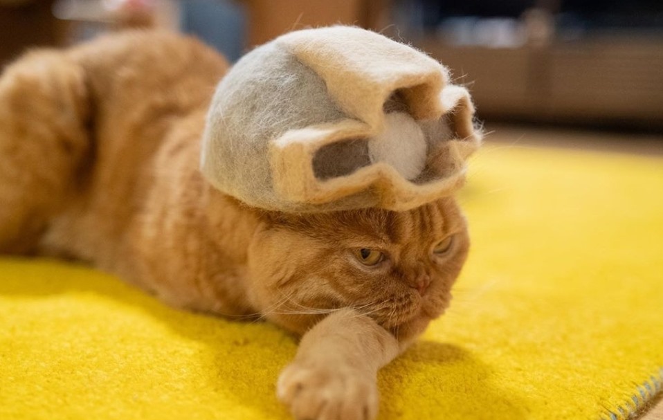 Chiếc mũ làm từ lông mèo này được chủ nhân đặt với tiêu đề là: “Tôi không cảm thấy thích làm việc xây dựng nữa“. Ảnh: Instagram