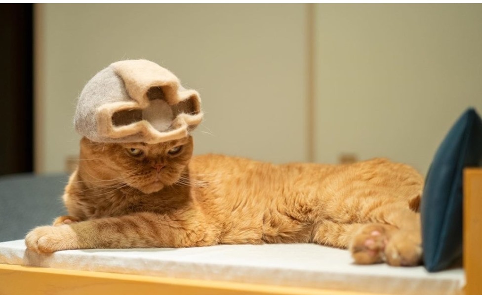 Chiếc mũ làm từ lông mèo này được chủ nhân đặt với tiêu đề là: “Tôi không cảm thấy thích làm việc xây dựng nữa“. Ảnh: Instagram