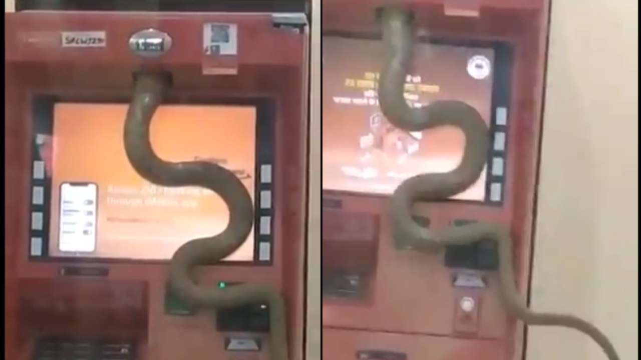 Con rắn liên tục trườn bò lên cây ATM. Ảnh: DNA India.