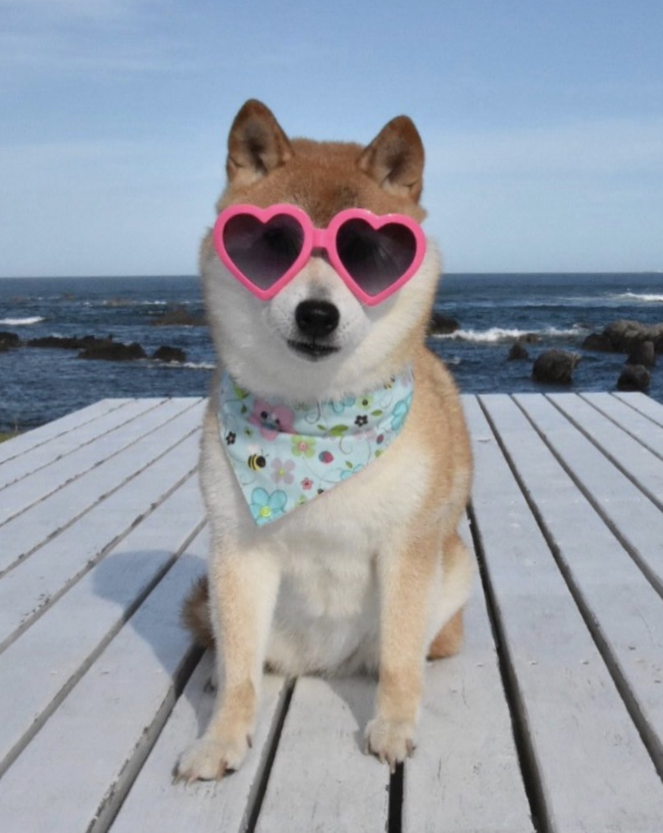 Bạn đang tìm kiếm một bức ảnh meme vui nhộn? Đừng bỏ qua bức ảnh chó Shiba meme này! Với dáng điệu lạnh lùng và biểu cảm trầm tư, chú Shiba sẽ giúp bạn thấy cuộc sống vui hơn, đem lại những giây phút thư giãn sau những giờ làm việc căng thẳng.