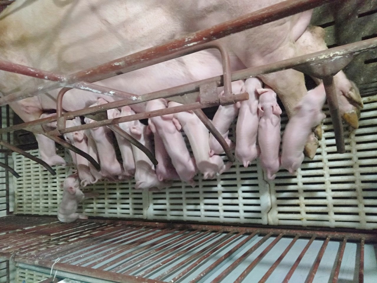 Lợn giống 7-8kg có giá khoảng 3,5 triệu đồng/con. Ảnh: Khánh Vũ