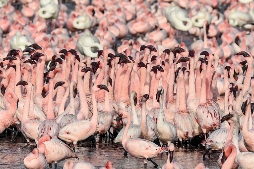 Cận cảnh các con chim hồng hạc. Ảnh: AFP