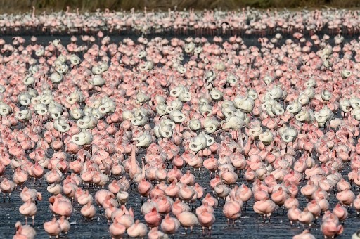 Năm nay, số lượng chim hồng hạc có vẻ tăng lên trong bối cảnh các hoạt động của con người đang bị hạn chế do đại dịch COVID-19. Ảnh: AFP