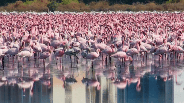 Hàng nghìn con chim hồng hạc tập trung lại trong mùa sinh sản ở Navi Mumbai, Ấn Độ tạo nên một cảnh sắc tuyệt đẹp. Ảnh: AFP