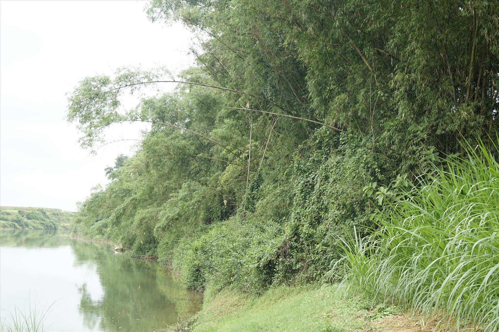 Bờ sông Ngàn Sâu qua xã Gia Phố với hàng cây cối um tùm, không có hiện tượng sạt lở nhưng vẫn được đầu tư xây kè chống sạt lở. Ảnh: Trần Tuấn