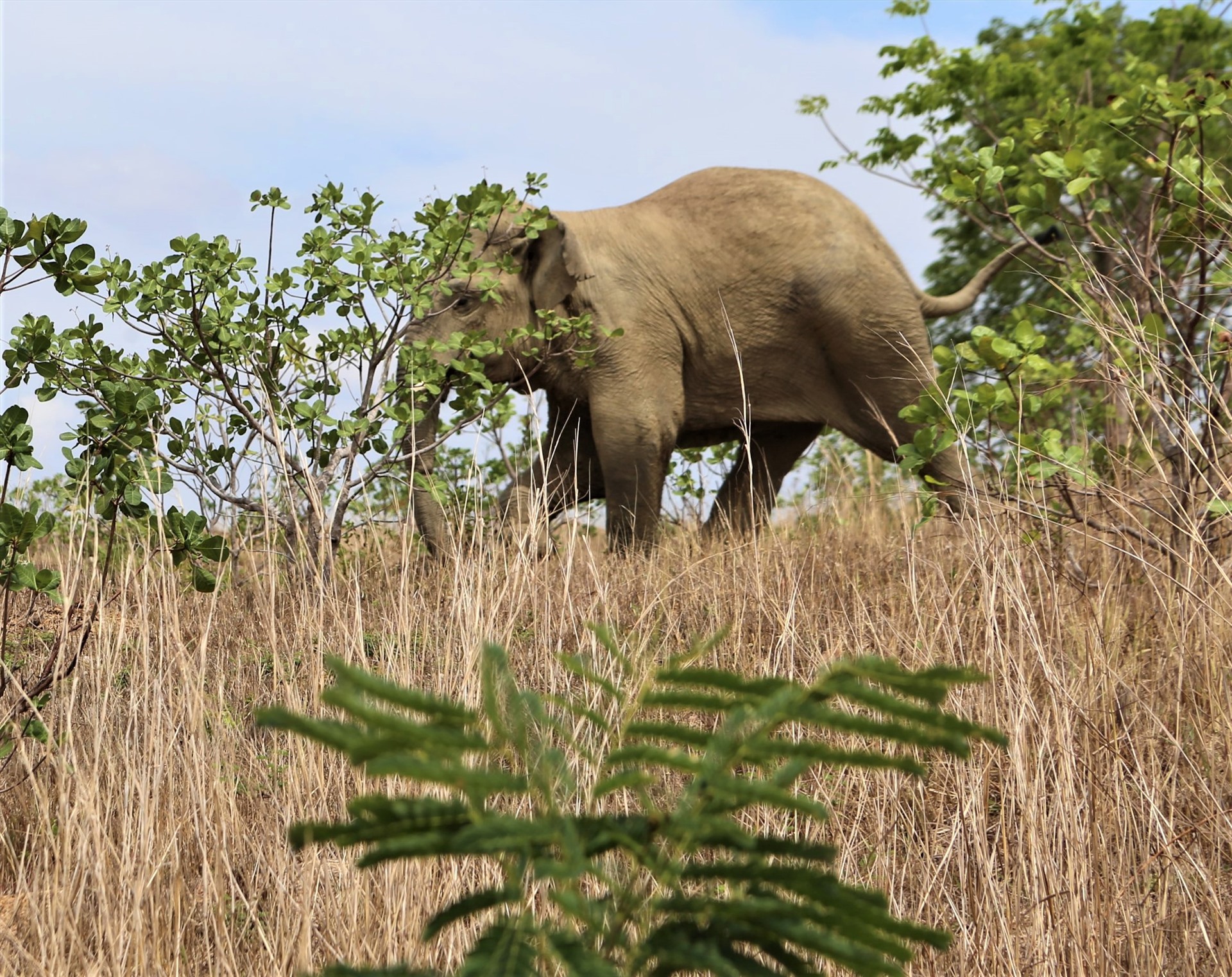 Chú voi rừng CưSút sống tại Vườn quốc gia Yok Đôn (giáp huyện Cư Jút, Đắk Nông) đang có một vài vết thương khá nghiêm trọng. Ảnh: Vân Hồng