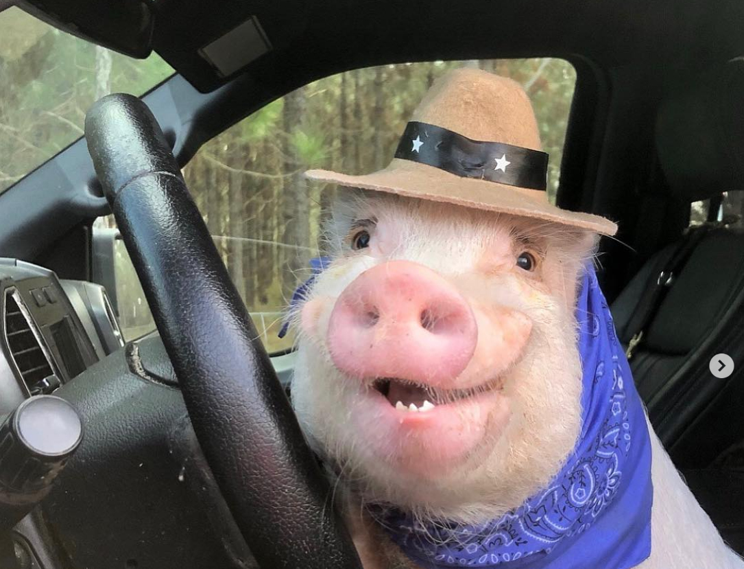 Chú lợn hồng đội chiếc mũ vành đáng yêu như thể đang muốn nói: “Hãy để tôi lái xe thay cho bạn“.