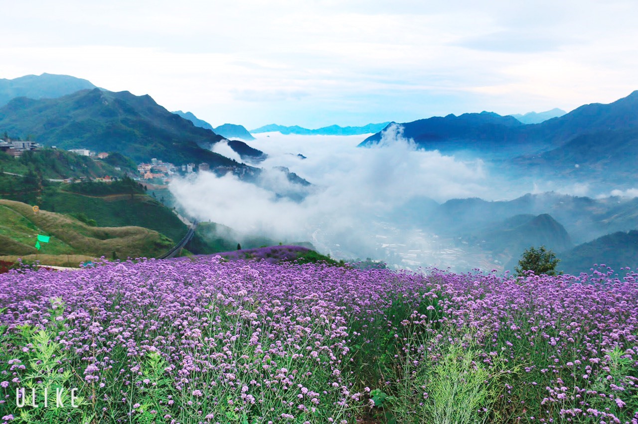 Thung lũng hoa tím rộng 7,5ha tại Sun World Fansipan Legend