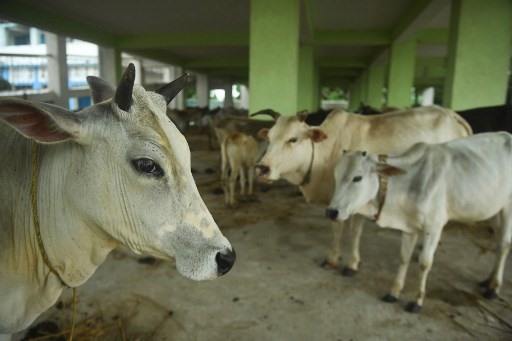 Các con bò được đưa đến một nơi an toàn trước trận đổ bộ dự kiến của  siêu bão Amphan Tajpur của khu vực East Midnapore thuộc Tây Bengal, Ấn Độ, ngày 20.5. Ảnh: AFP