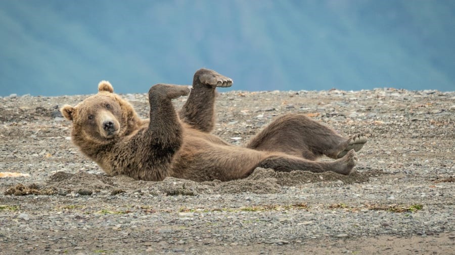 Một con gấu nâu đang cố gắng “nhảy nhót” trên cát ở hồ Clarke, Alaska. Ảnh: Janet Miles