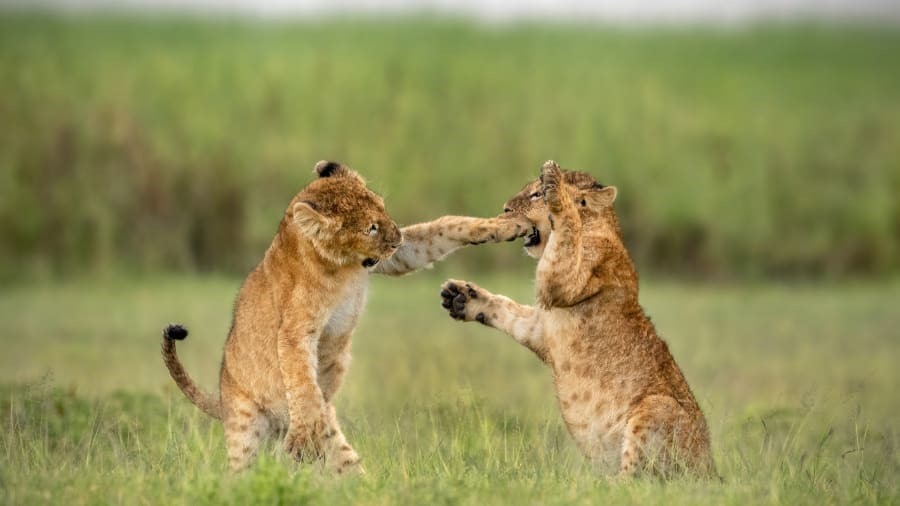 Hai chú sư tử như đang tham gia vào trận đấu boxing trong miệng núi lửa Ngorongoro, Tanzania. Ảnh: Yarin Klein