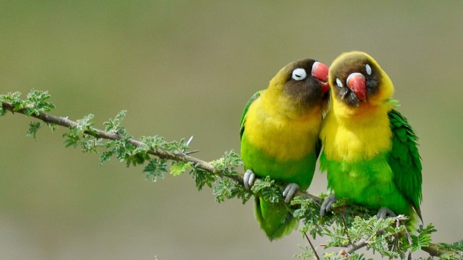 Hai con chim yêu đang âu yếm nhau trong Công viên Quốc gia Tarangire, Tanzania. Ảnh: Thomas Grigoleit