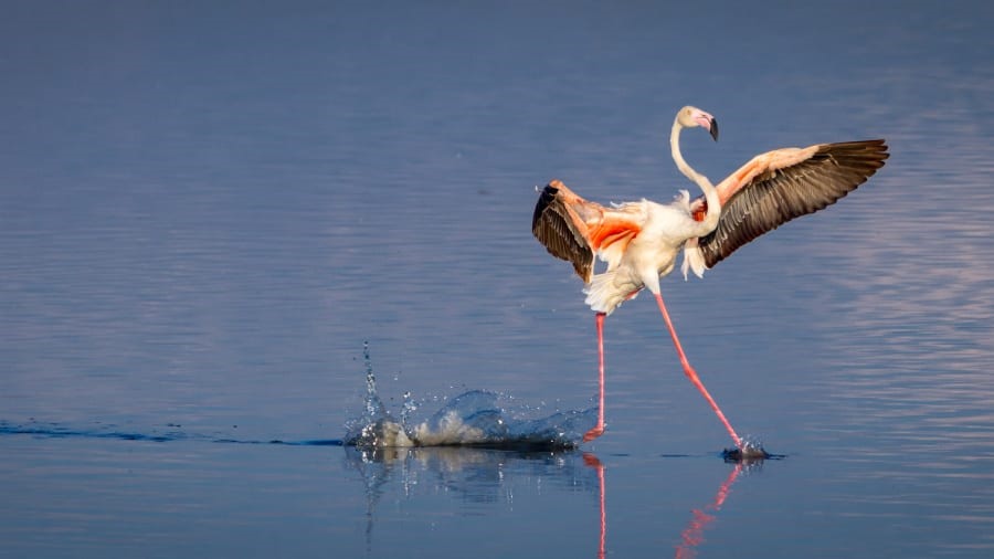 Một số thời điểm trong năm, chim hồng hạc cư trú ở hồ Magadi, Serengeti và đây là lúc bạn có thể thấy chúng bay lên rồi lại hạ cánh... Hoặc chỉ đơn giản là chúng đang cố tình trêu đùa bạn. Ảnh: Tommy Mees