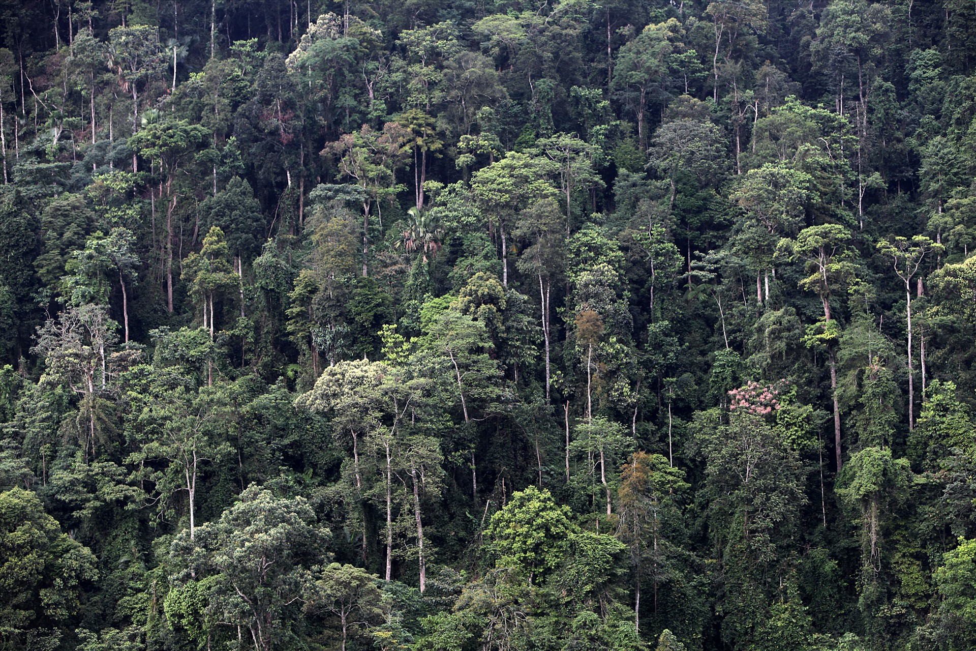 Rừng nguyên sinh tại Khu bảo tồn thiên nhiên Pù Luông là loại rừng kín nhiệt đới thường xanh theo mùa, môi trường lý tưởng cho các loài lan sinh trưởng và phát triển.