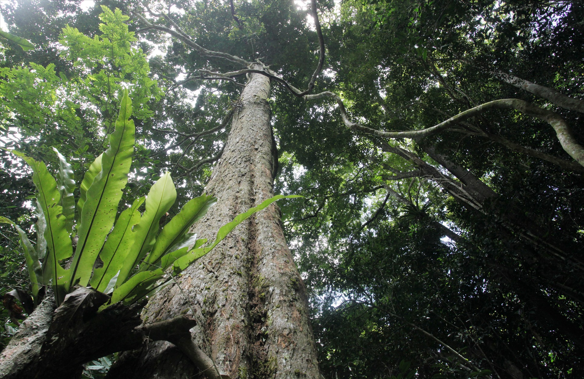 Rừng nguyên sinh tại Khu bảo tồn thiên nhiên Pù Luông là loại rừng kín nhiệt đới thường xanh theo mùa, môi trường lý tưởng cho các loài lan sinh trưởng và phát triển.